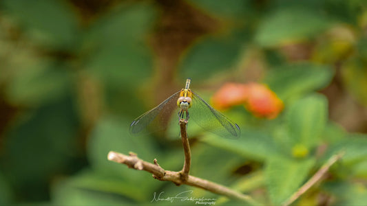 Summer Variety Feather Extensions