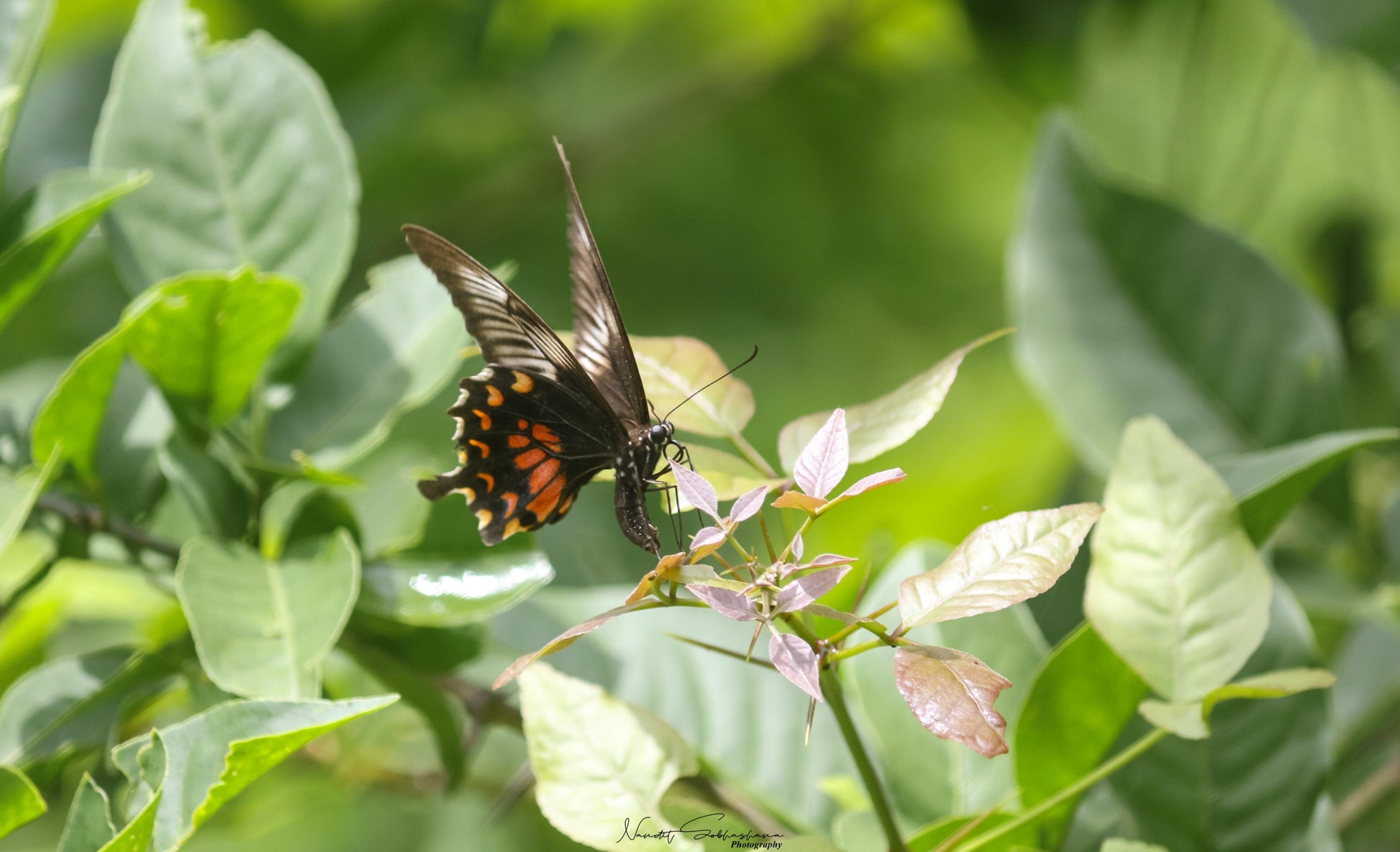 wp-lalit.myshopify.com,US